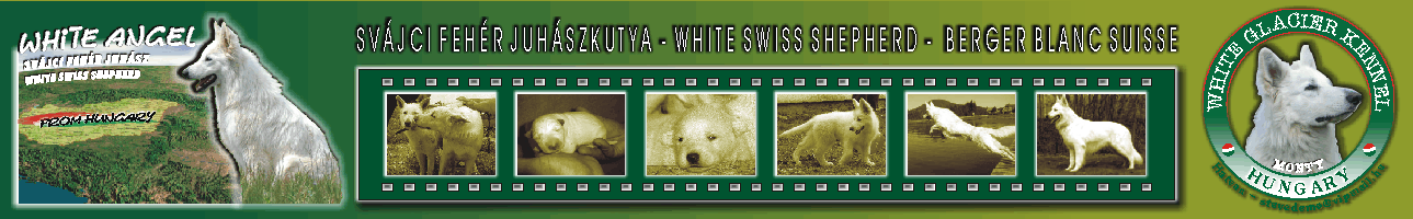 SVJCI FEHR JUHSZKUTYA - WHITE SWISS SHEPHERD - BERGER BLANC SUISSE - SVJCI FEHR JUHSZKUTYA